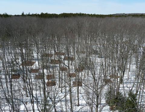 Experimental plots in the Harvard Forest