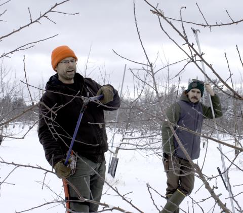 A man uses loppers to trim an apple tree while another man watches.