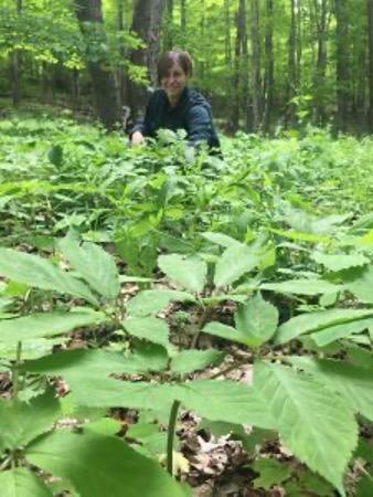 Wild-simulated American ginseng. Photo source: NESARE. Credit: NESARE/Karam Sheban. More info: Importance of Environmental Factors on Plantings of Wild-Simulated American Ginseng (2021).
