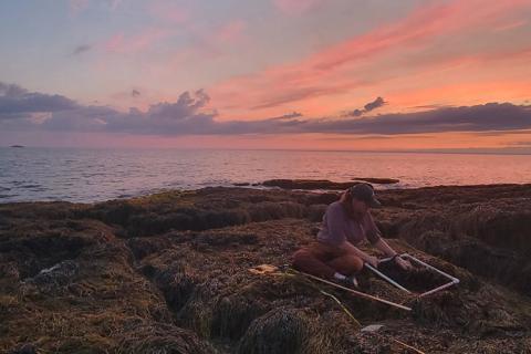 Melanie Carolan works along the shore in front of a pink sky
