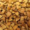 Close-up of beech tree seeds, vital for understanding masting events and their impact on wildlife.