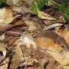 Woodland jumping mouse in a forest setting, playing a key role in seed dispersal and ecosystem dynamics.