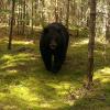 A black bear walking through a forest with moss-covered ground and trees in the background, approaching the camera.