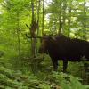 A large bull moose with antlers standing in a dense, green forest surrounded by thick foliage.