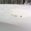A white-coated weasel running through deep snow, standing out against the snow-covered landscape with faint trees in the background.
