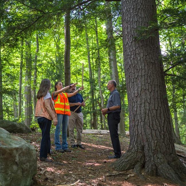 student surveying a tree for timber harvest